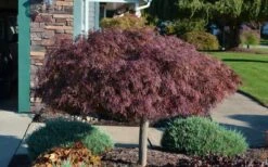 Crimson Queen Dwarf Japanese Maple (High Graft Tree Form) - 1 Gallon Pot -Garden Plant Shop Picture Japanese Maple Crimson Queen 1