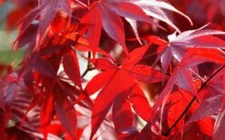 Fireglow Red Leaf Japanese Maple - 5 Gallon Pot (3-4') -Garden Plant Shop Picture Japanese Maple Fireglow 2 4