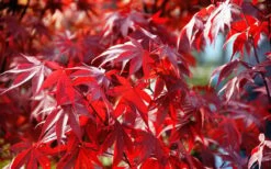 Fireglow Red Leaf Japanese Maple - 5 Gallon Pot (4.5-5.5') 15 Fireglow Red Leaf Japanese Maple - 5 Gallon Pot (4.5-5.5') -Garden Plant Shop Picture Japanese Maple Fireglow 3 1