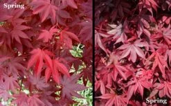 Red 'N Summer Japanese Maple - Acer Palmatum 'Hefner's Red' - 1 Gallon Pot -Garden Plant Shop Picture Japanese Maple Hefners Red Spring 1