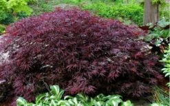 Red Dragon Dwarf Japanese Maple - 5 Gallon Pot -Garden Plant Shop Picture Japanese Maple Red Dragon