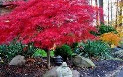 Red Dragon Dwarf Japanese Maple - 1 Gallon Pot -Garden Plant Shop Picture Japanese Maple Red Dragon 4 3
