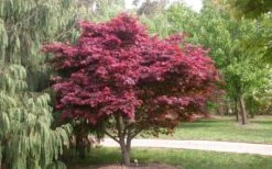 Red Japanese Maple - Acer Palmatum 'Atropurpureum' - 1 Gallon Pot -Garden Plant Shop Picture Japanese Maple Red Leaf