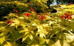 Summer Gold Japanese Maple - 1 Gallon Pot -Garden Plant Shop Picture Japanese Maple Summer Gold 8