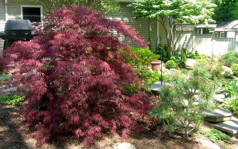 Tamukeyama Dwarf Red Japanese Maple (High Graft Tree Form)- 3 Gallon Pot 5 Tamukeyama Dwarf Red Japanese Maple (High Graft Tree Form)- 3 Gallon Pot - Image 5
