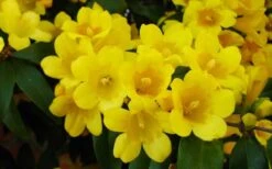 Butterscotch Yellow Jasmine (Jessamine) - Gelsemium Sempervirens - 1 Gallon Pot -Garden Plant Shop Picture Jasmine Butterscotch 2
