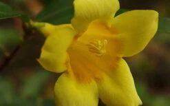 Butterscotch Yellow Jasmine (Jessamine) Gelsemium Sempervirens - 3 Gallon Pot -Garden Plant Shop Picture Jasmine Butterscotch 4 1