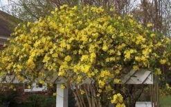 Butterscotch Yellow Jasmine (Jessamine) - Gelsemium Sempervirens - 1 Gallon Pot -Garden Plant Shop Picture Jasmine Butterscotch Jessamine 3