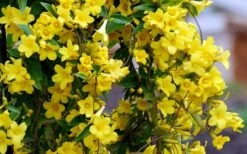 Carolina Yellow Jasmine (Jessamine) Gelsemium Sempervirens - 3 Gallon Pot -Garden Plant Shop Picture Jasmine Carolina 6 2