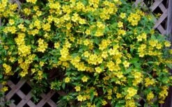 Carolina Yellow Jasmine (Jessamine) Gelsemium Sempervirens - 2 Gallon Pot -Garden Plant Shop Picture Jasmine Carolina 7 1