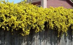Carolina Yellow Jasmine (Jessamine) Gelsemium Sempervirens - 1 Gallon Pot 13 Carolina Yellow Jasmine (Jessamine) Gelsemium Sempervirens - 1 Gallon Pot -Garden Plant Shop Picture Jasmine Carolina On Fence