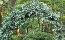 Confederate Jasmine Vine (Trachelospermum Jasminoides) - 1 Gallon Pot 13 Confederate Jasmine Vine (Trachelospermum Jasminoides) - 1 Gallon Pot -Garden Plant Shop Picture Jasmine Confederate On Arch 1