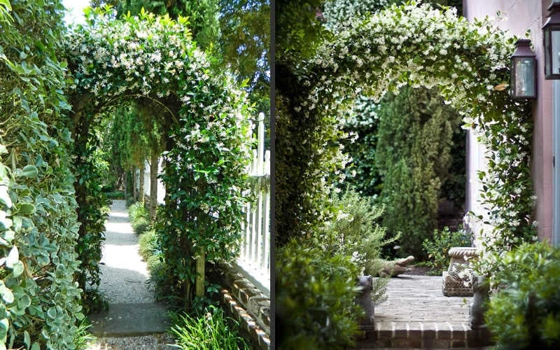 Confederate Jasmine Vine (Trachelospermum Jasminoides) - 2 Gallon Pot 7 Confederate Jasmine Vine (Trachelospermum Jasminoides) - 2 Gallon Pot - Image 7