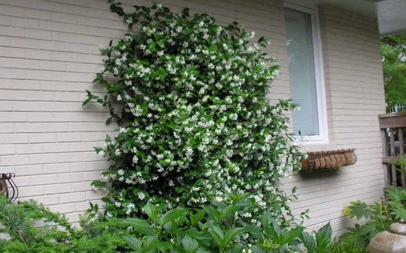 Confederate Jasmine Vine (Trachelospermum Jasminoides) - 2 Gallon Pot 8 Confederate Jasmine Vine (Trachelospermum Jasminoides) - 2 Gallon Pot - Image 8
