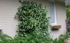 Confederate Jasmine Vine (Trachelospermum Jasminoides) - 3 Gallon Pot -Garden Plant Shop Picture Jasmine Confederate On Trellis 4