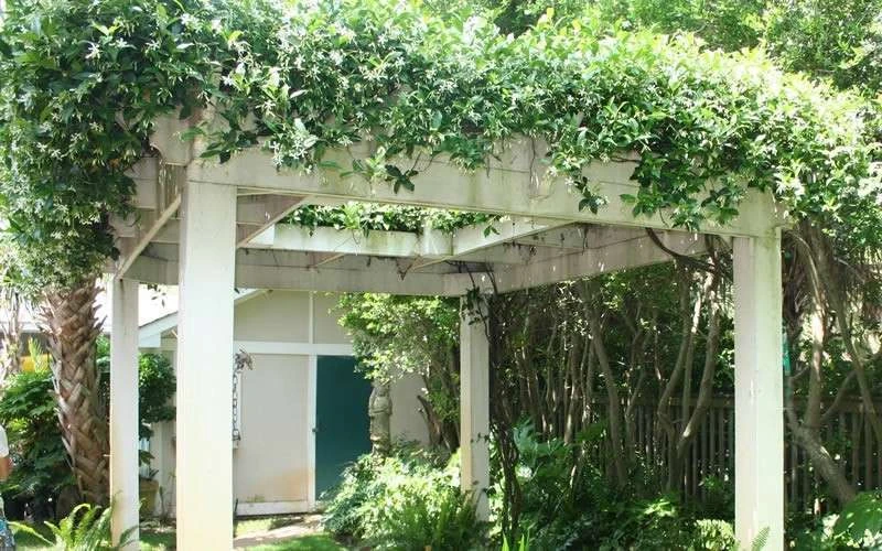 Confederate Jasmine Vine (Trachelospermum Jasminoides) - 6 Pack Of 1 Gallon Pots 10 Confederate Jasmine Vine (Trachelospermum Jasminoides) - 6 Pack Of 1 Gallon Pots - Image 10