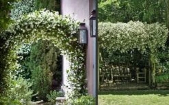 Madison Confederate Jasmine - 6 Pack Of 1 Gallon Pots -Garden Plant Shop Picture Jasmine Madison 3 3