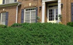 Blue Pacific Juniper - 2 Gallon Pot 14 Blue Pacific Juniper - 2 Gallon Pot -Garden Plant Shop Picture Juniper Blue Pacific Hill 1