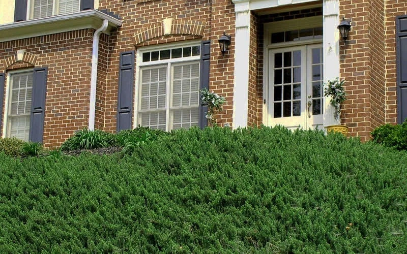 Blue Pacific Juniper - 1 Gallon Pot 7 Blue Pacific Juniper - 1 Gallon Pot - Image 7