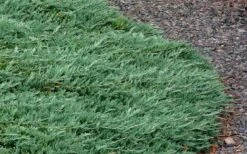 Blue Rug Juniper - 6-Pack Of 1 Gallon Pots 13 Blue Rug Juniper - 6-Pack Of 1 Gallon Pots -Garden Plant Shop Picture Juniper Blue Rug 3 1