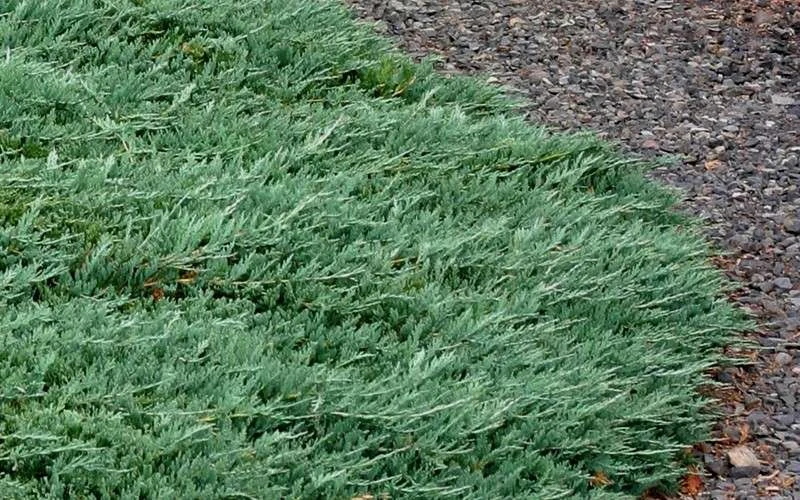 Blue Rug Juniper - 1 Gallon Pot 7 Blue Rug Juniper - 1 Gallon Pot - Image 7