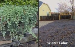 Blue Rug Juniper - 6-Pack Of 1 Gallon Pots 11 Blue Rug Juniper - 6-Pack Of 1 Gallon Pots -Garden Plant Shop Picture Juniper Blue Rug Winter Color 1
