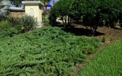 Parsons Juniper - Juniperus Davurica 'Parsonii' - 1 Gallon Pot -Garden Plant Shop Picture Juniper Parsons Border 2 1