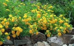 New Gold Hardy Lantana - 1 Gallon Pot 11 New Gold Hardy Lantana - 1 Gallon Pot -Garden Plant Shop Picture Lantana Trailing New Gold 2
