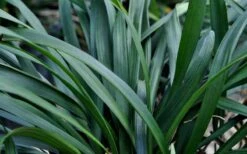 Big Blue Liriope (Lily Turf) - 1 Gallon Pot -Garden Plant Shop Picture Liriope Big Blue 7 1