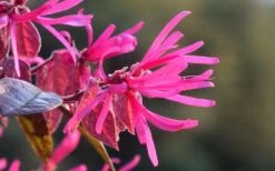 Purple Pixie Loropetalum - 1 Gallon Pot 14 Purple Pixie Loropetalum - 1 Gallon Pot -Garden Plant Shop Picture Loropetalum Purple Pixie Flower 4
