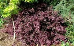 Red Diamond Loropetalum - 2 Gallon Pot -Garden Plant Shop Picture LoropetalumRedDiamond 4