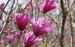 Ann Magnolia Tulip Tree - 2 Gallon Pot -Garden Plant Shop Picture Magnolia Ann 1 2