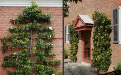 Little Gem Dwarf Southern Magnolia - 7 Gallon Pot (5-6') 13 Little Gem Dwarf Southern Magnolia - 7 Gallon Pot (5-6') -Garden Plant Shop Picture Magnolia Little Gem Espalier 2 2