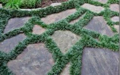 Dwarf Mondo Grass - 18 Count Flat Of Pint Pots 13 Dwarf Mondo Grass - 18 Count Flat Of Pint Pots -Garden Plant Shop Picture Mondo Grass Dwarf 6 1