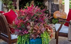 Obsession Nandina - 1 Gallon Pot 9 Obsession Nandina - 1 Gallon Pot -Garden Plant Shop Picture Nandina Obsession