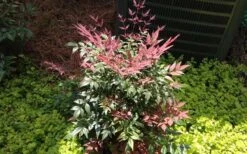 Obsession Nandina - 1 Gallon Pot 11 Obsession Nandina - 1 Gallon Pot -Garden Plant Shop Picture NandinaObsession 4