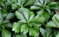 Pachysandra (Japanese Spurge) - 6 Pack Of Pint Pots 15 Pachysandra (Japanese Spurge) - 6 Pack Of Pint Pots -Garden Plant Shop Picture Pachysandra 1