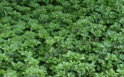 Pachysandra - Japanese Spurge - 18 Count Flat Of Pint Pots 17 Pachysandra - Japanese Spurge - 18 Count Flat Of Pint Pots -Garden Plant Shop Picture Pachysandra 2