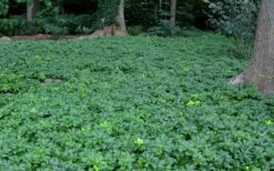 Pachysandra (Japanese Spurge) - 6 Pack Of Pint Pots 16 Pachysandra (Japanese Spurge) - 6 Pack Of Pint Pots -Garden Plant Shop Picture Pachysandra 3 1