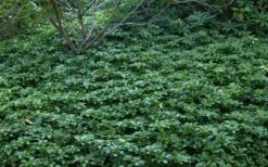 Pachysandra (Japanese Spurge) - 6 Pack Of Pint Pots 17 Pachysandra (Japanese Spurge) - 6 Pack Of Pint Pots -Garden Plant Shop Picture Pachysandra 4 1