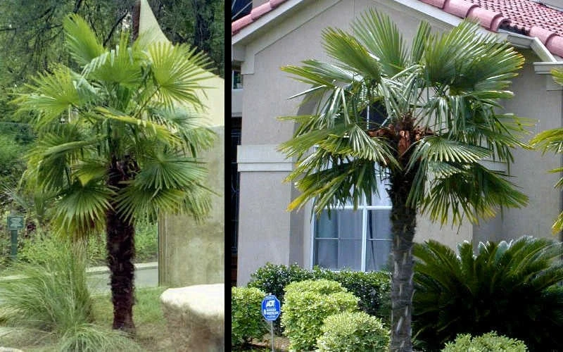Windmill Cold Hardy Palm Tree - 7 Gallon Pot (3-4') 6 Windmill Cold Hardy Palm Tree - 7 Gallon Pot (3-4') - Image 6