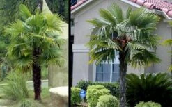 Windmill Cold Hardy Palm Tree - 3 Gallon Pot -Garden Plant Shop Picture Palm Windmill 3 2