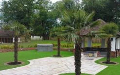 Windmill Cold Hardy Palm Tree - 7 Gallon Pot (3-4') 14 Windmill Cold Hardy Palm Tree - 7 Gallon Pot (3-4') -Garden Plant Shop Picture Palm Windmill 4 1