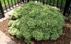 Variegated Pittosporum - Japanese Mock Orange - 1 Gallon Pot -Garden Plant Shop Picture Pittosporum Variegated Shrub 1 1