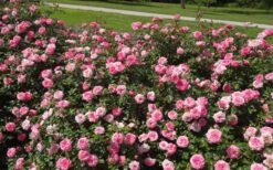 Sweet Drift Groundcover Rose - 1 Gallon Pot -Garden Plant Shop Picture Rose Drift Sweet 1 2