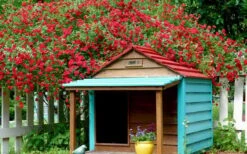 Red Cascade Miniature Climbing Rose - 1 Gallon Pot -Garden Plant Shop Picture Rose Red Cascade 1