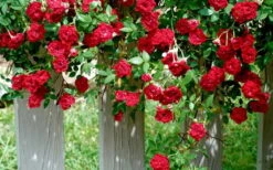 Red Cascade Miniature Climbing Rose - 6 Pack Of 1 Gallon Pots -Garden Plant Shop Picture Rose Red Cascade 11 1