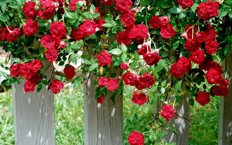 Red Cascade Miniature Climbing Rose - 2.5 Quart Pot 8 Red Cascade Miniature Climbing Rose - 2.5 Quart Pot - Image 8