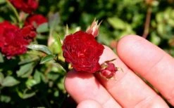 Red Cascade Miniature Climbing Rose - 2.5 Quart Pot 15 Red Cascade Miniature Climbing Rose - 2.5 Quart Pot -Garden Plant Shop Picture Rose Red Cascade 5 2