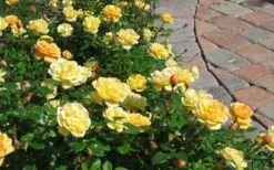 Sunrosa Yellow Dwarf Shrub Rose - 1 Gallon Pot -Garden Plant Shop Picture Rose Sunrosa Yellow